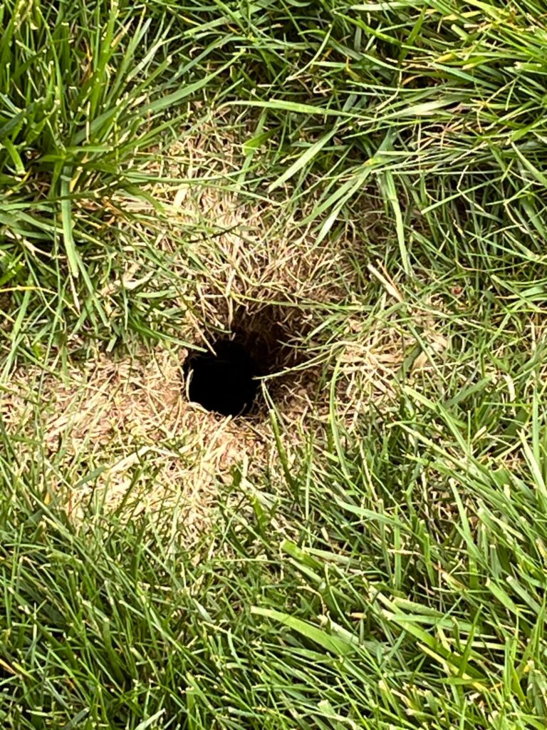 What could cause this hole in lawn?