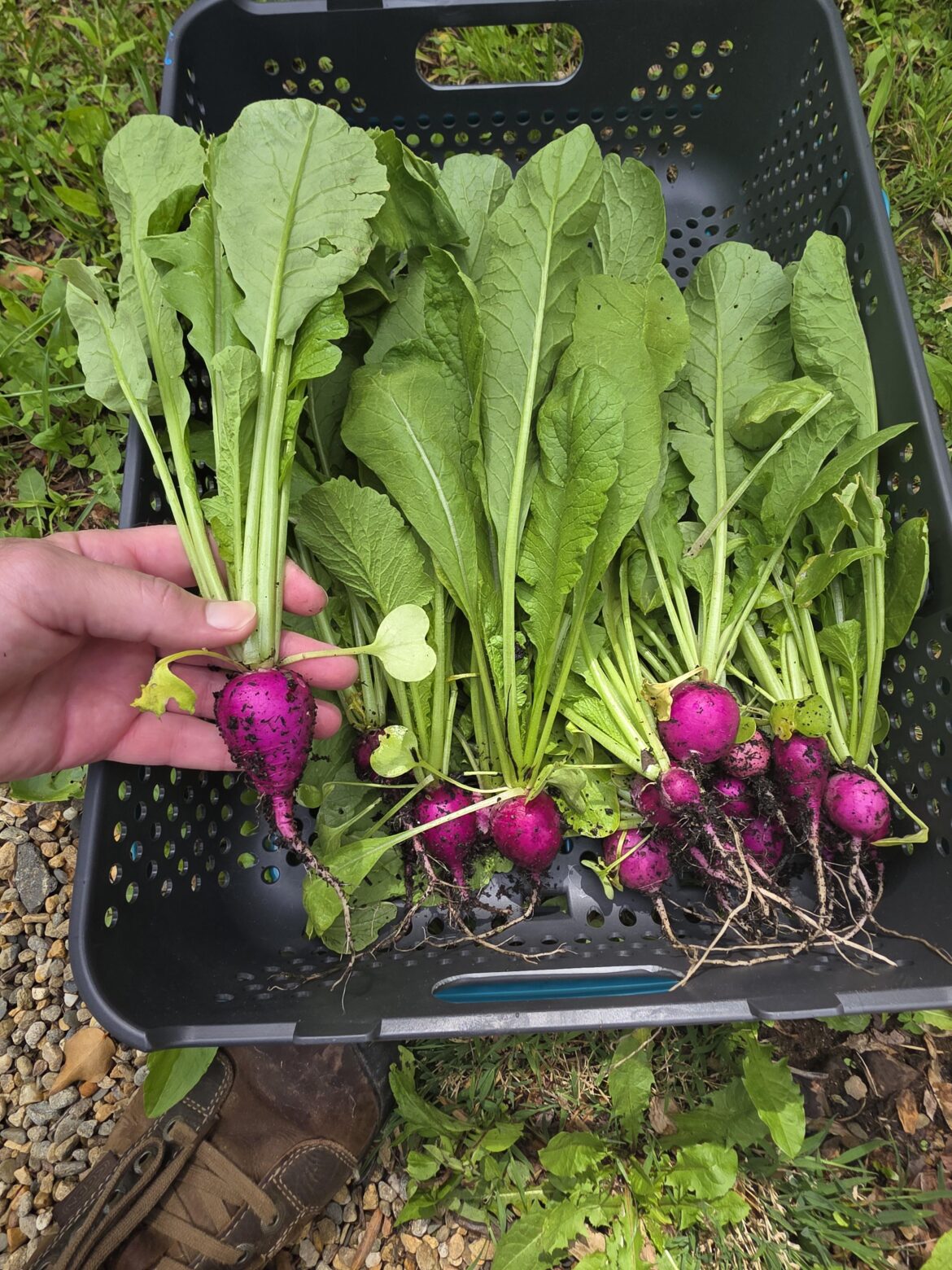 First harvest!