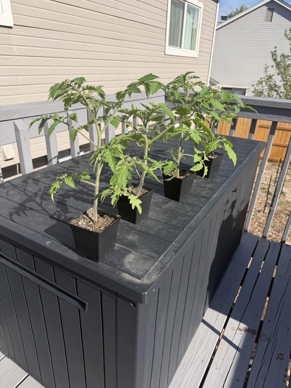 I think it’s time to repot these Roma.