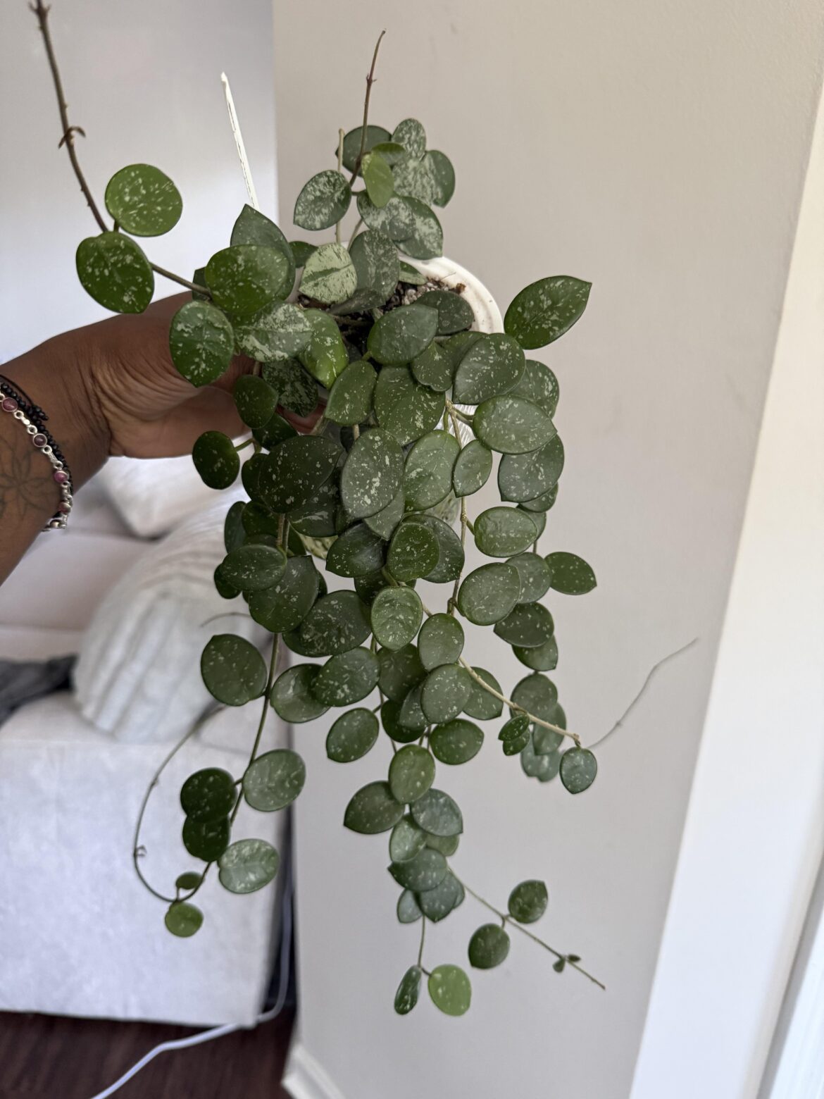 How much will you pay for this? Over 12 inches long
