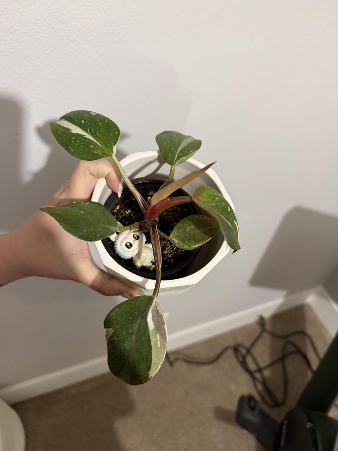 What type of philodendron (?) is this?
