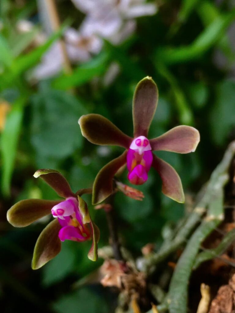 Phal. braceana bloomed recently, chocolate color.
