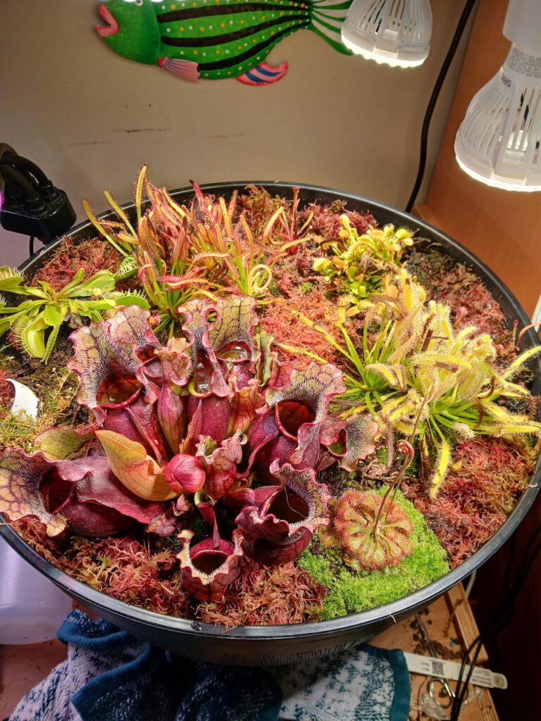 Indoor(for now) bog Indoor(for now) bog