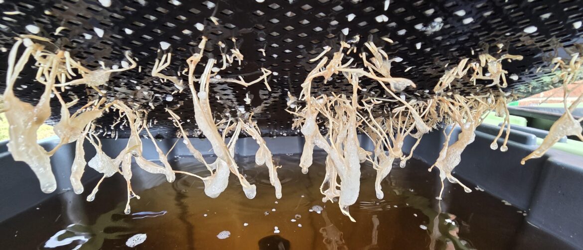 Serious root slime issues, looking for advice on how to control it. Serious root slime issues, looking for advice on how to control it.