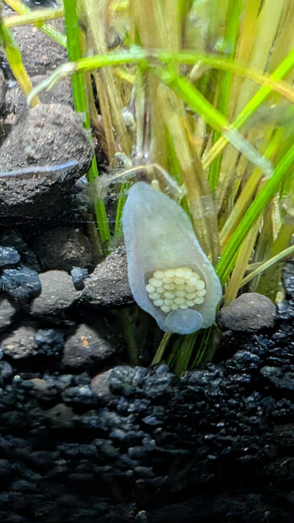 Eggs or Creature?