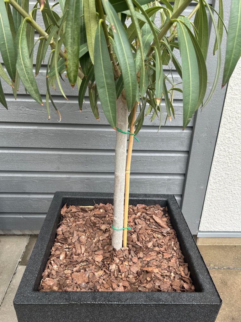 My plant look sick.
