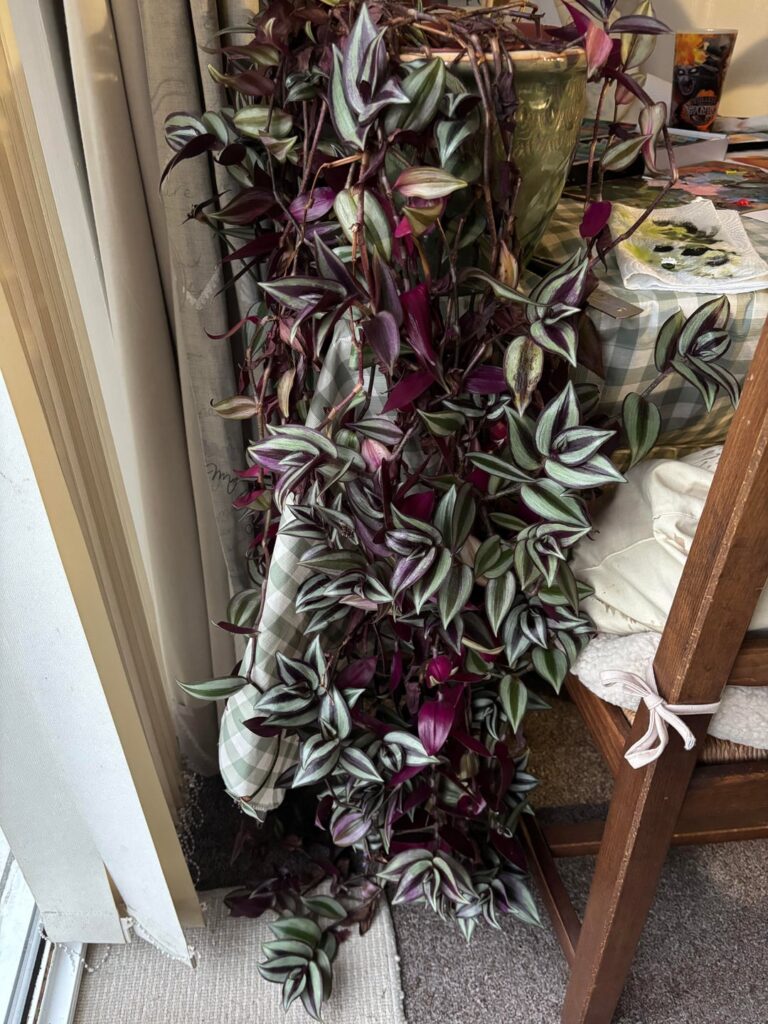 Silver inch plant health - it keeps shrivelling!