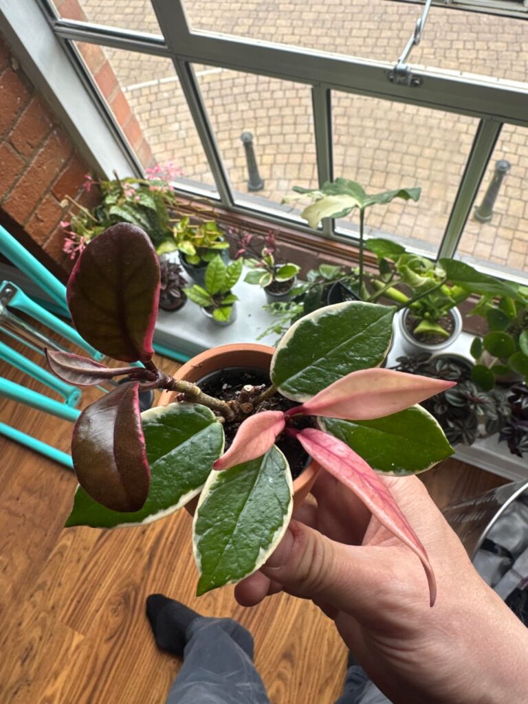 Any ideas why cuttings from the same plant are pushing out completely different leaves?