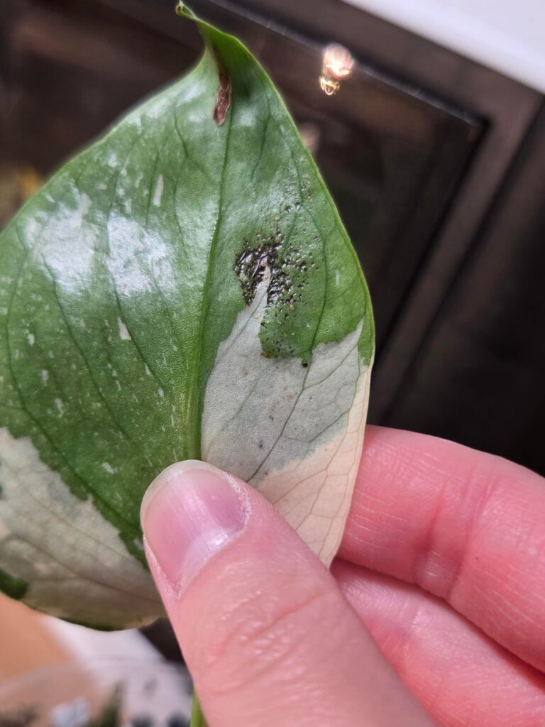 Monstera Thai Con Help