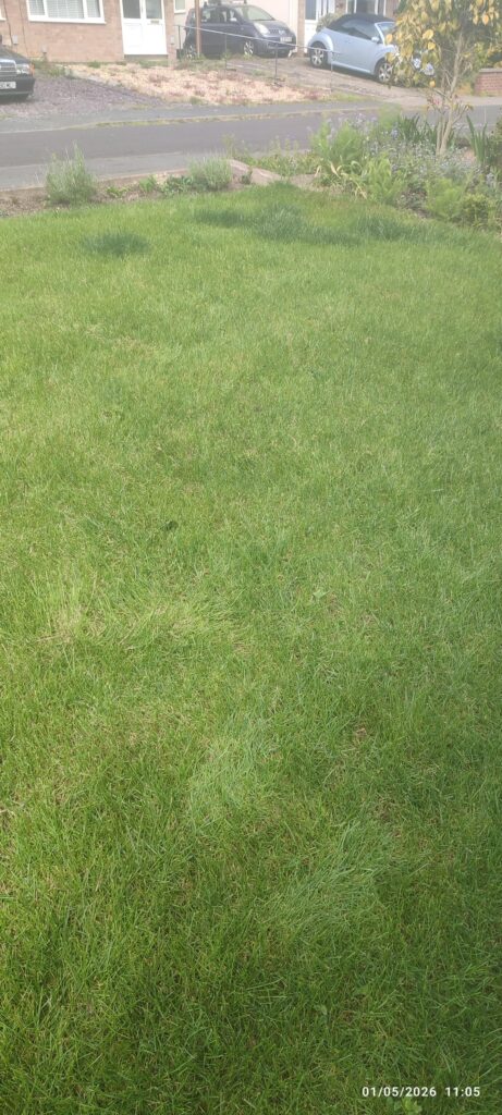 Why is my front lawn so patchy? Why is my front lawn so patchy?