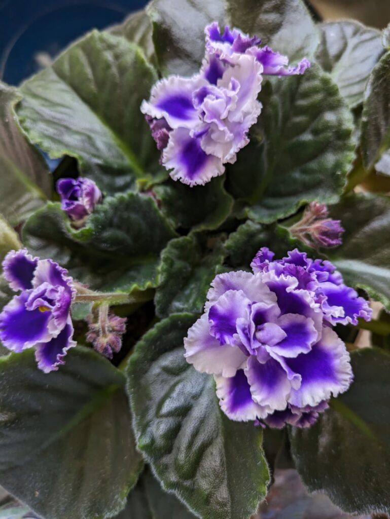 I gave a friend some violet cuttings and hers are pink!