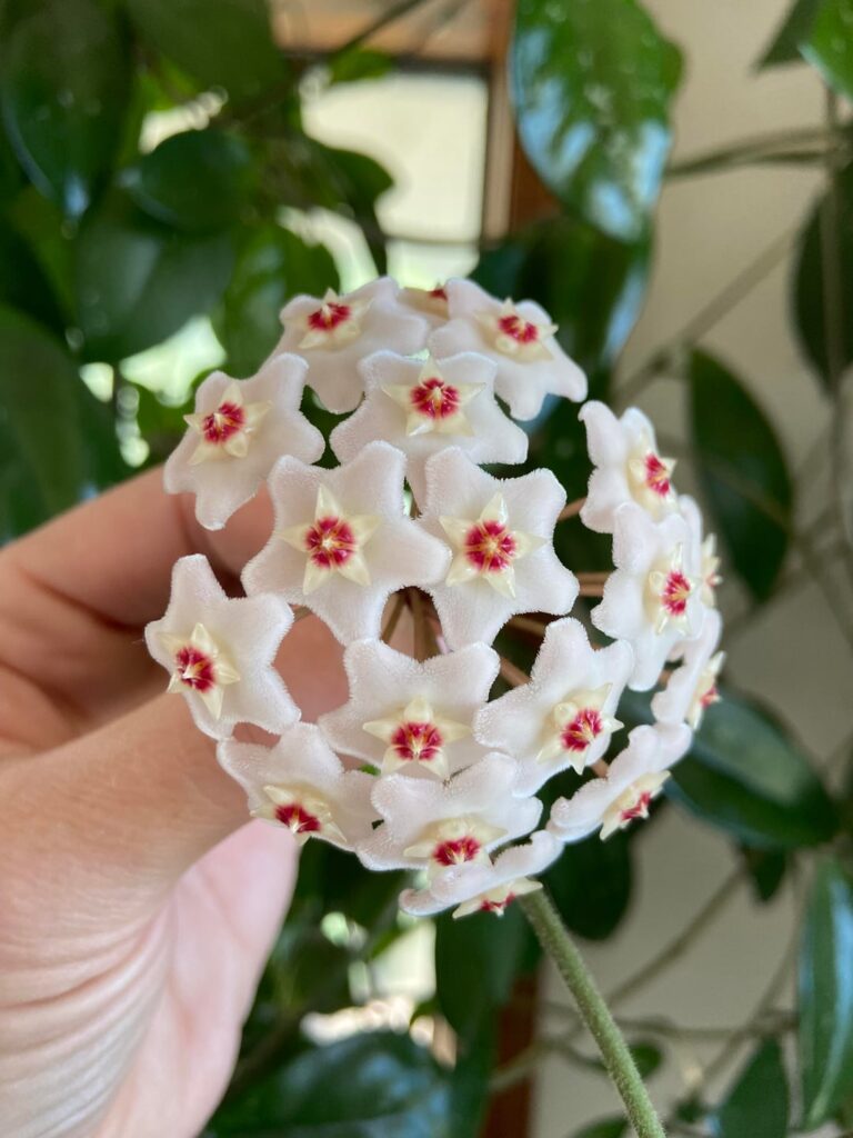 Unpopular opinion: Hoya flowers smell absolutely heinous. Unpopular opinion: Hoya flowers smell absolutely heinous.