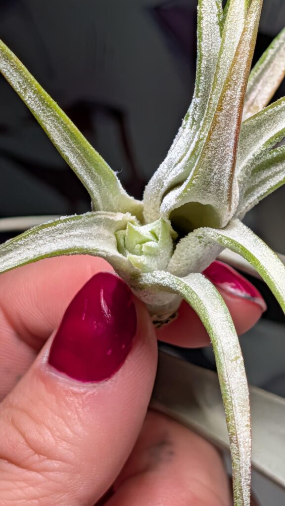 Survived root rot and now has pups! Survived root rot and now has pups!