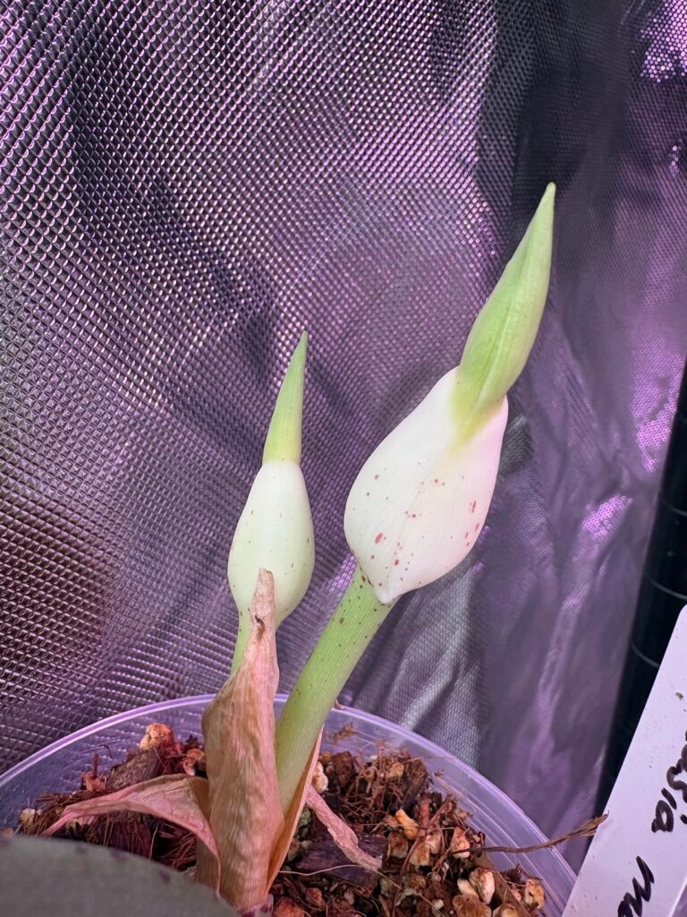 Alocasia melo inflos