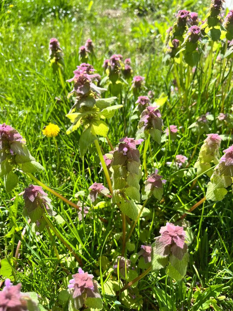 What is this weed? New England US