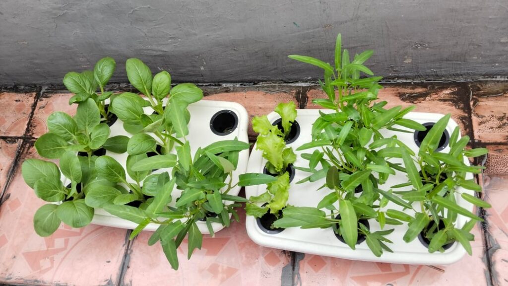 First Time Trying Hydroponic and Im Loving It