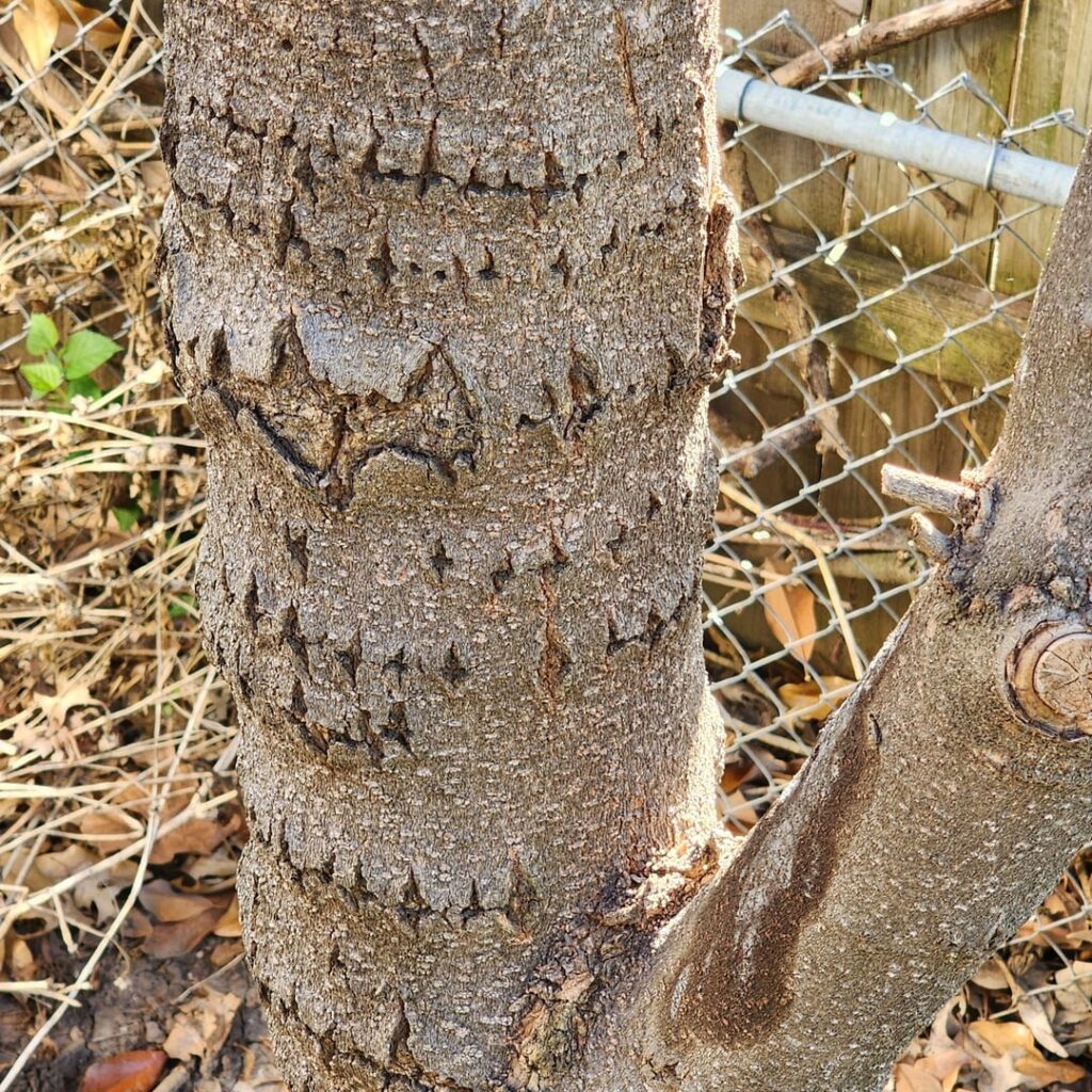 What’s going on with this Magnolia? What's going on with this Magnolia?