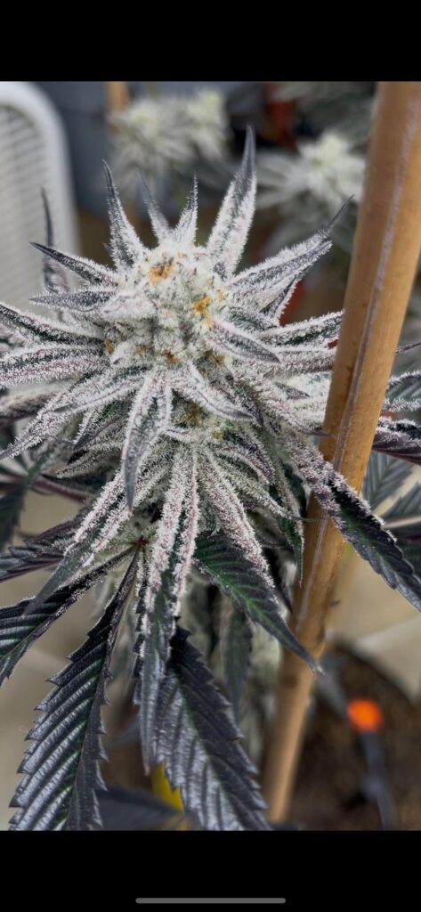 Ice cream cake x blueberry sugar 58 days