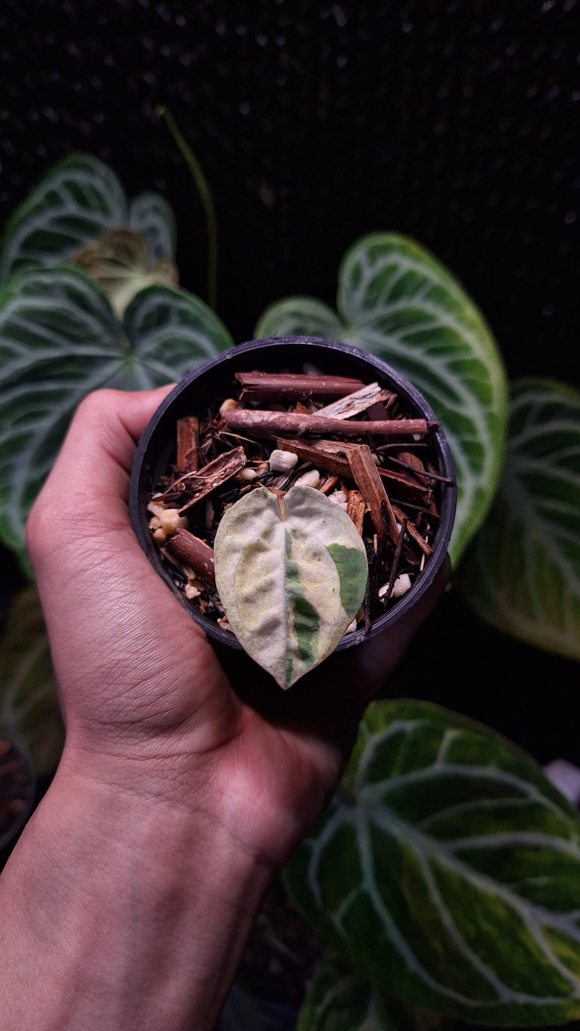Anthurium Siliwangi variegated