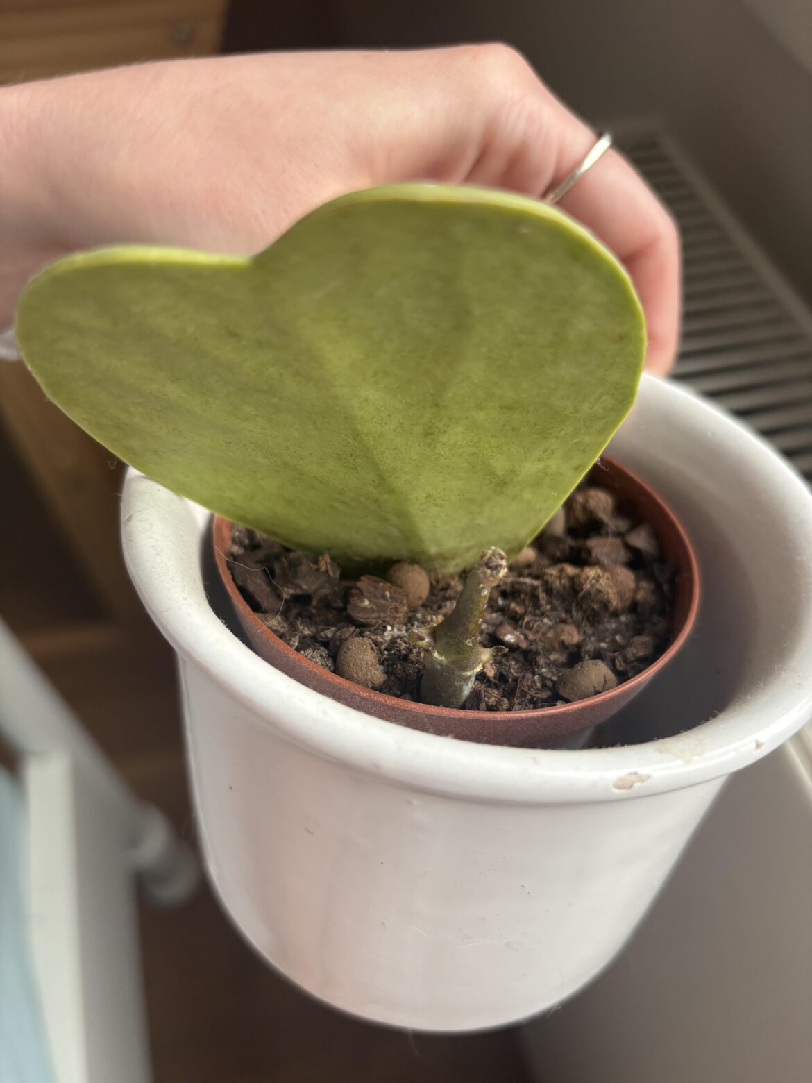 Don’t give up on your Hoya Kerrii!! Don’t give up on your Hoya Kerrii!!