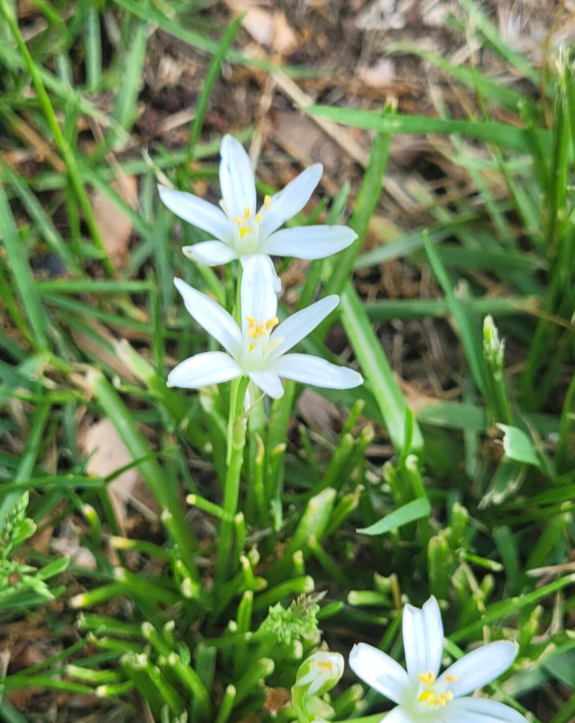 Found these lovely white flowers on my walk. What are they?
