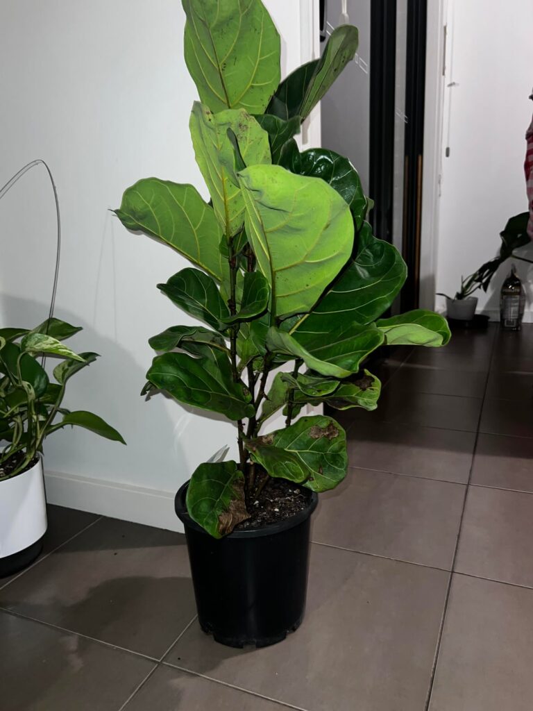 Brown leaves on clearance plant