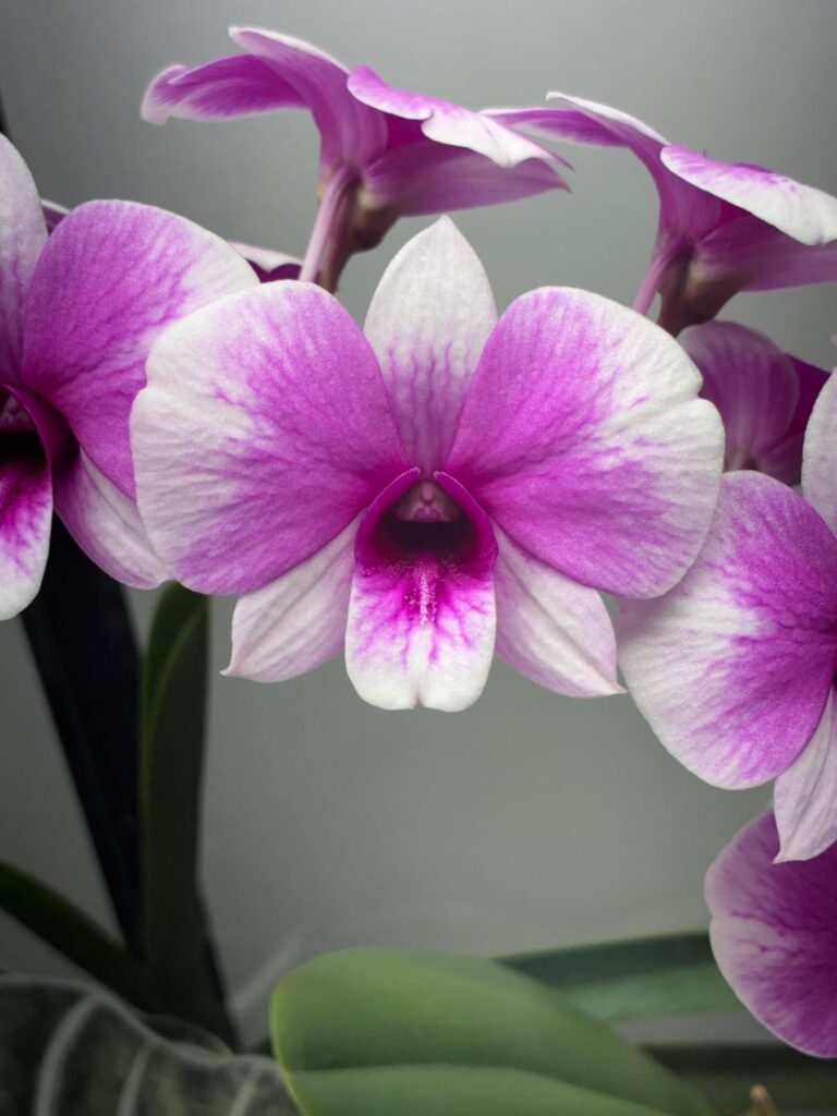 Dendrobium Yaya Victoria stealing the show🤩