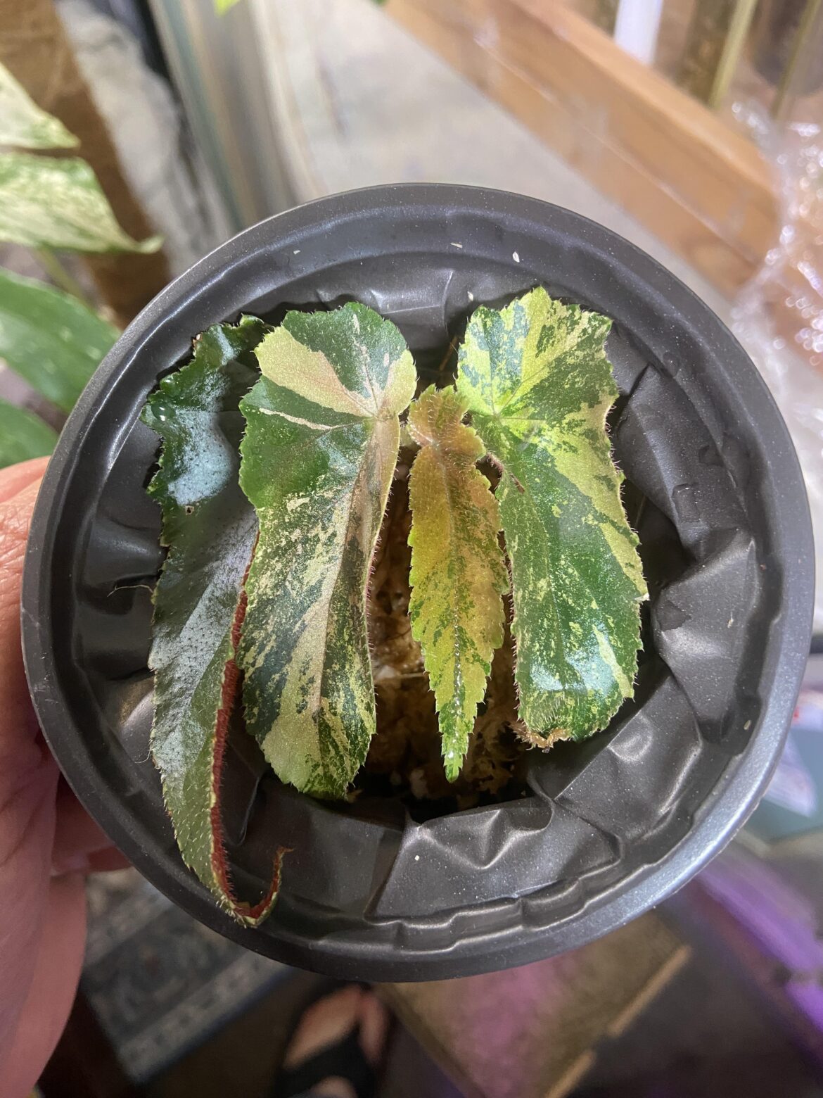 What type of begonia is this?
