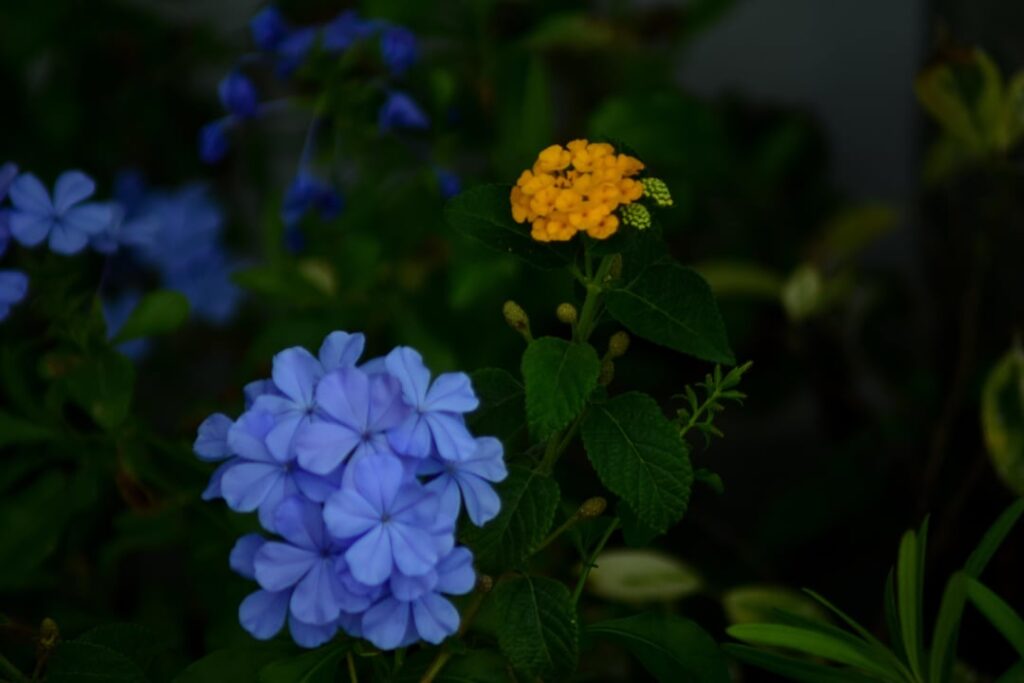 The lovely yellow and blue flowers i saw during my walk