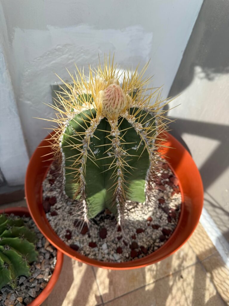 After years of no flowers, it finally bloomed