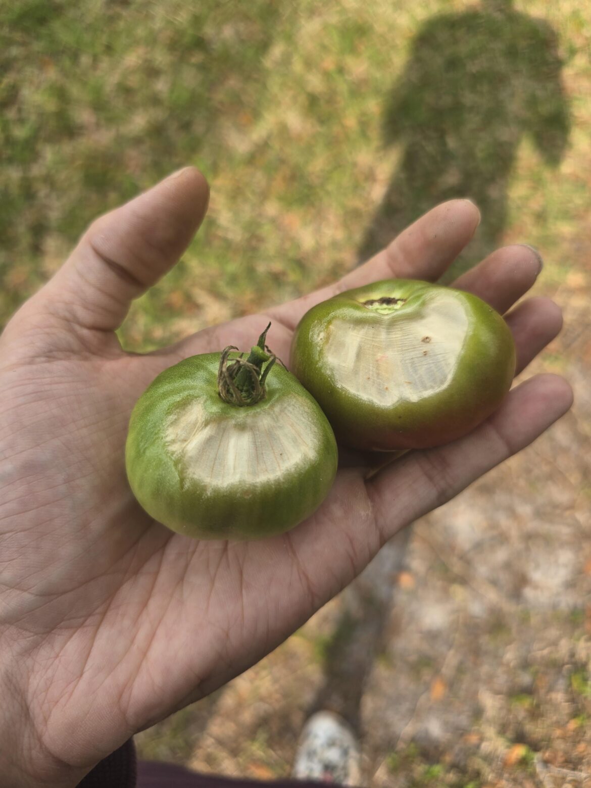 Hi reddit, whats wrong with my tomatoes?