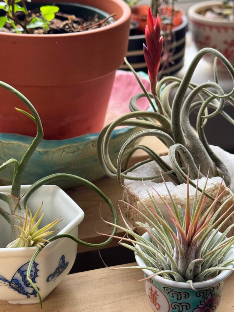 It’s happening!! Purple is starting to emerge!