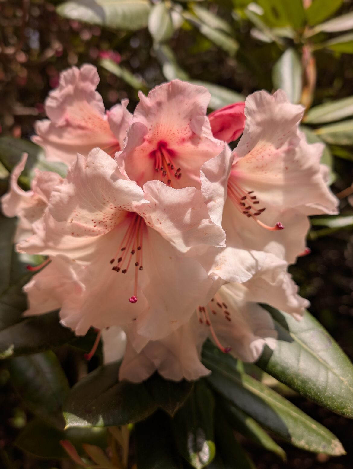 Rhododendron 2