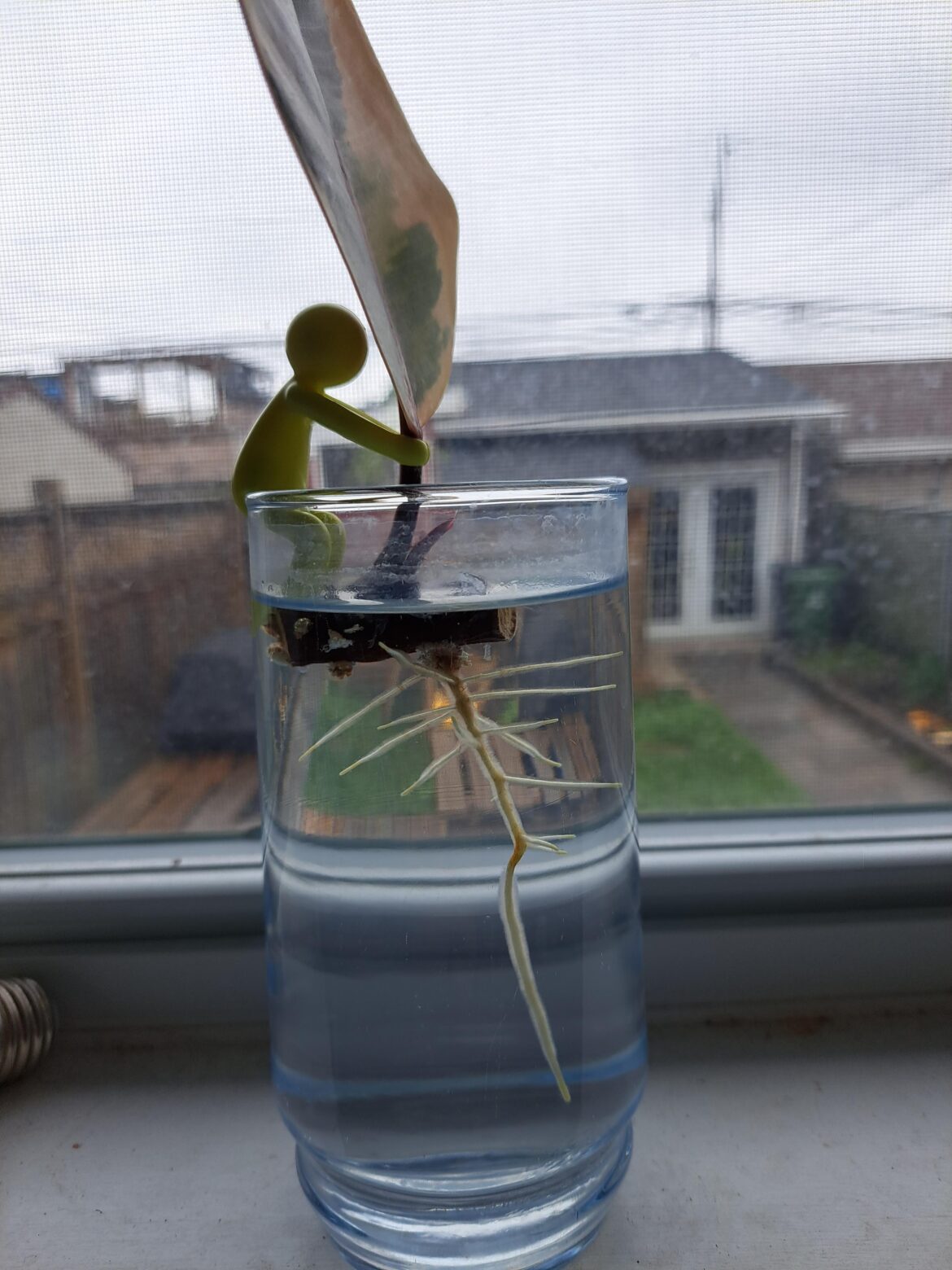 Time to pot?