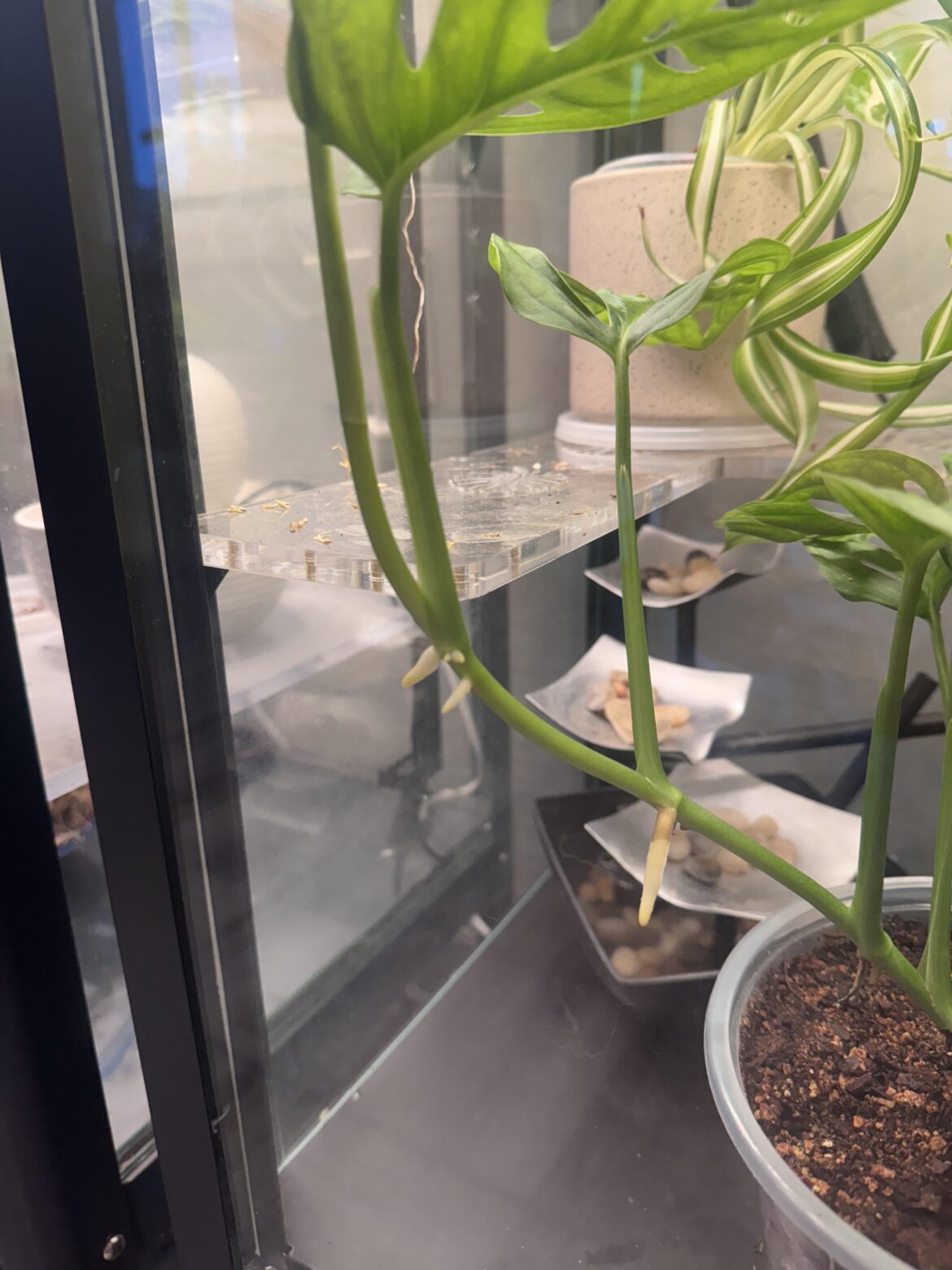 Will these propagate in water?