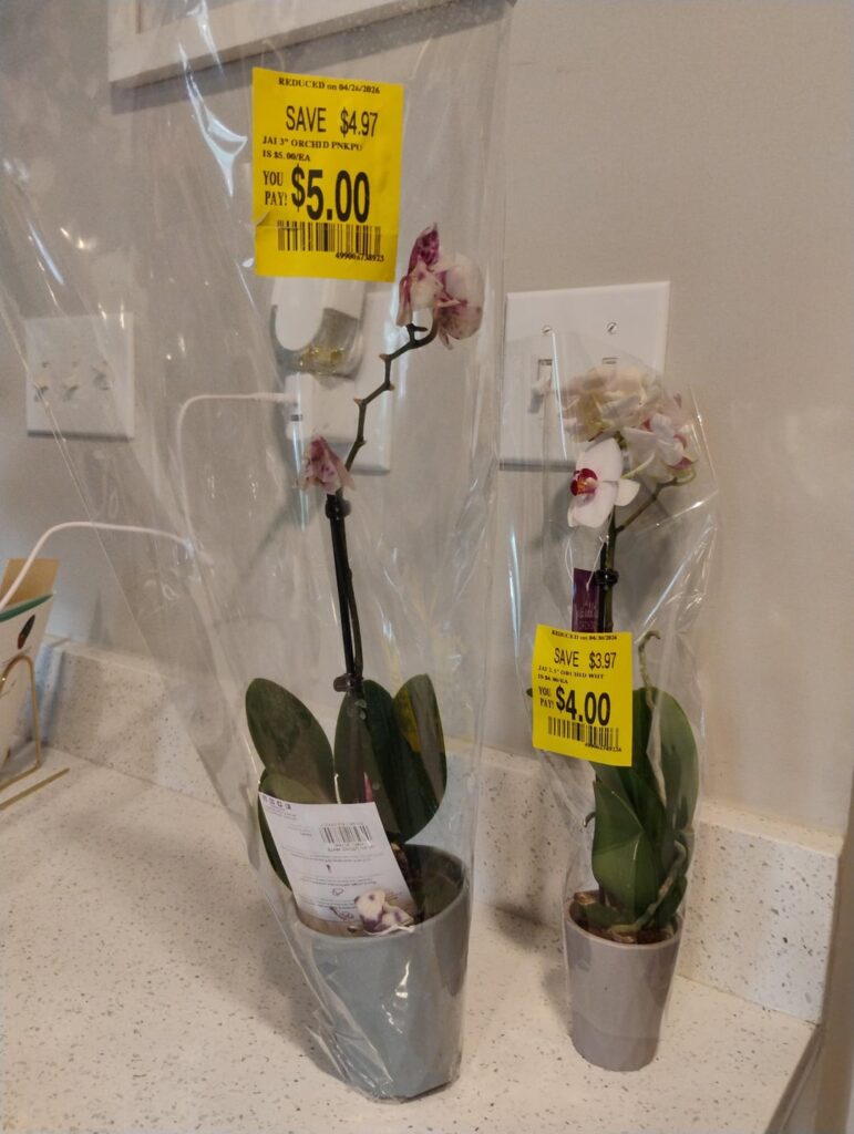 Discounted Mini Phalaenopsis Discounted Mini Phalaenopsis