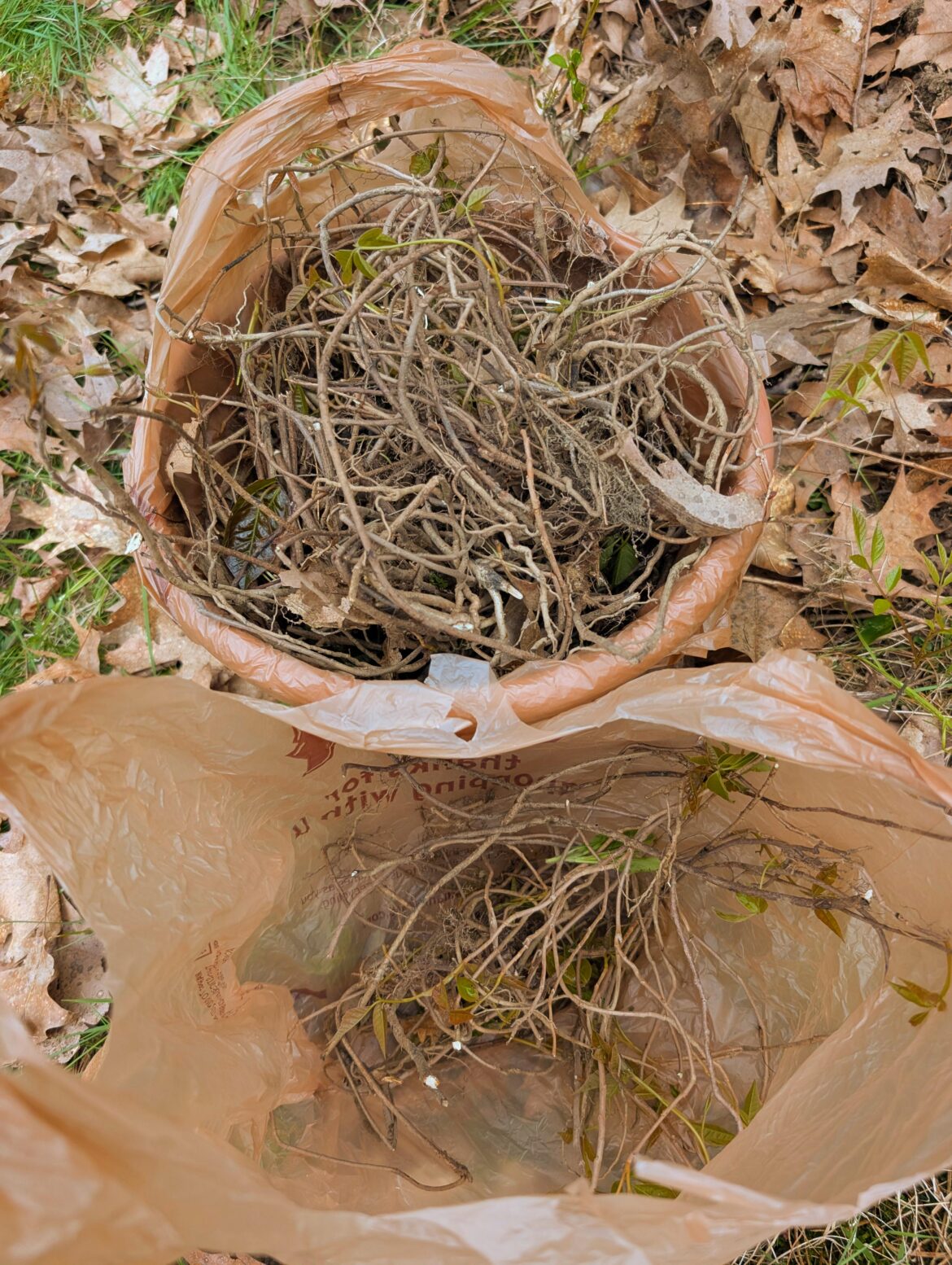 Is anyone else pulling any natives this spring?