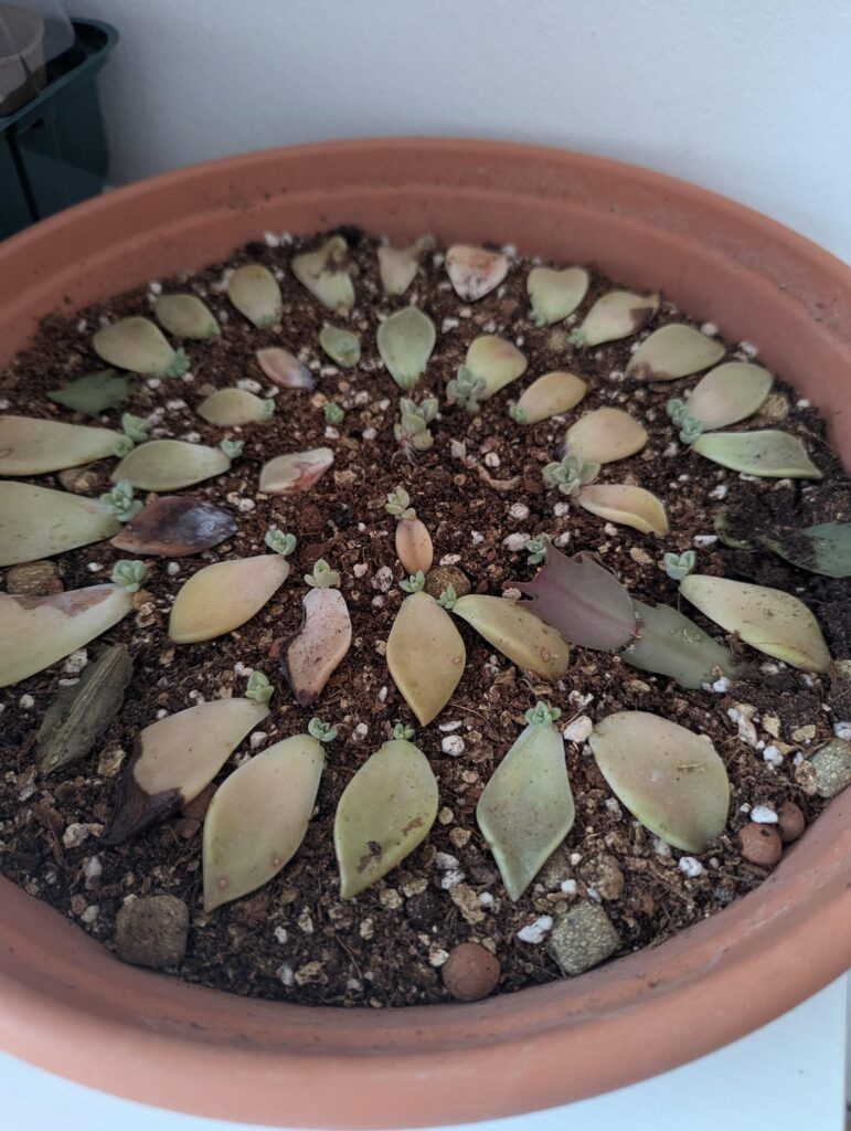 Propagation adventure!