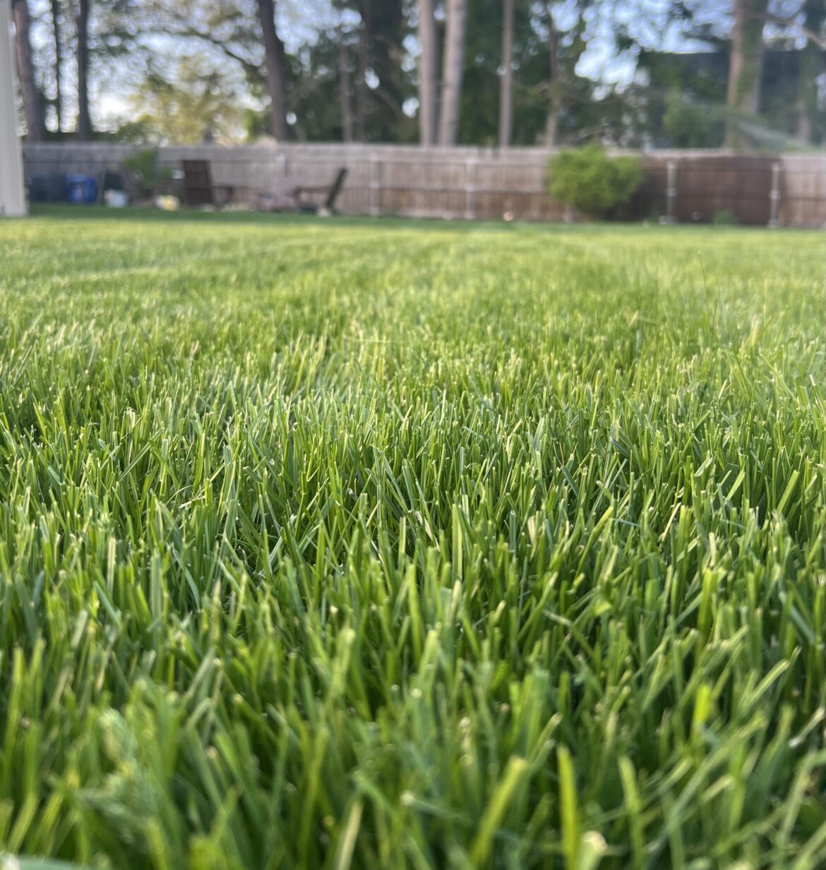 Lawn Carpet (MA)