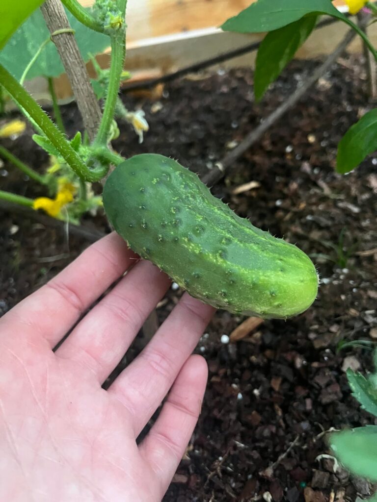 When to harvest? Pickle bush cucumber
