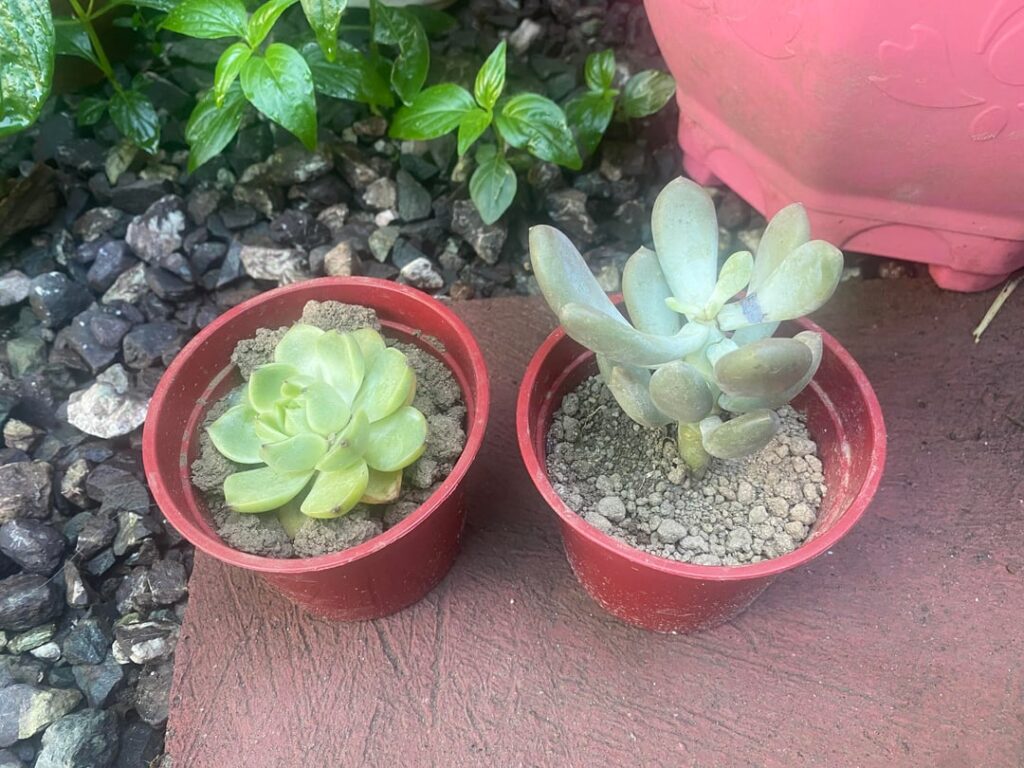 New to succulents New to succulents