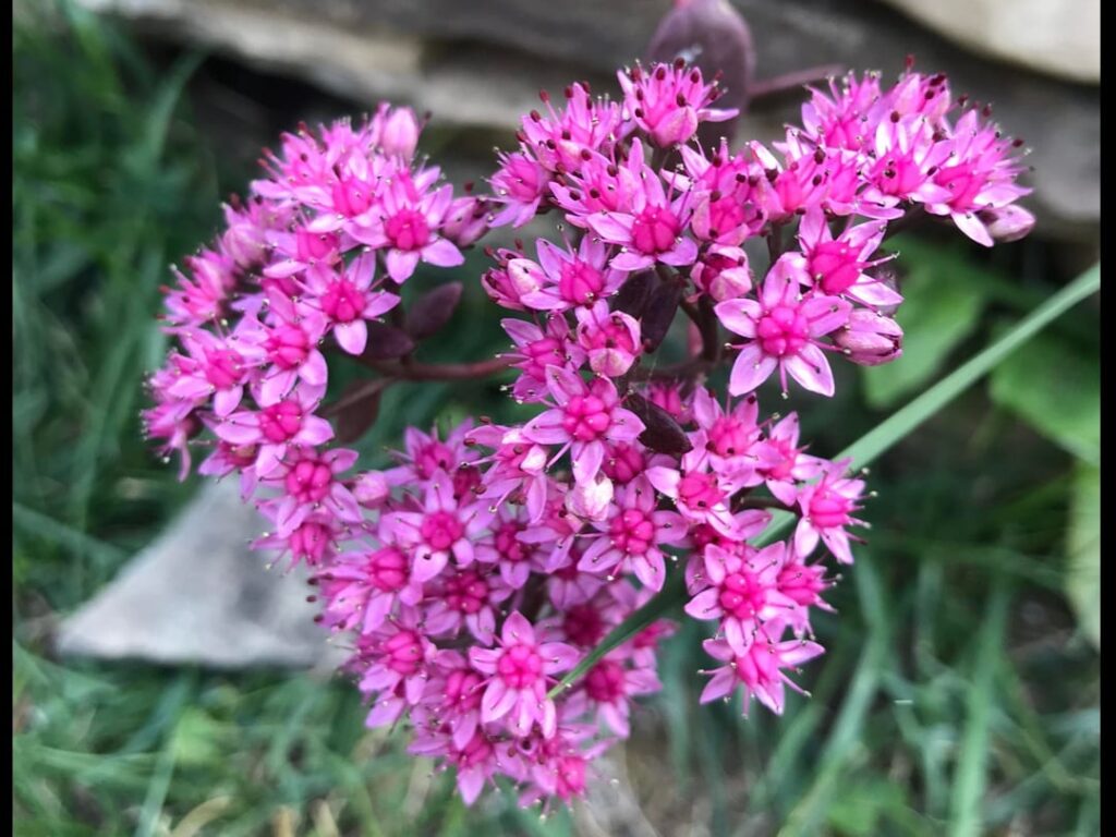 Can you helps me identify this plant?