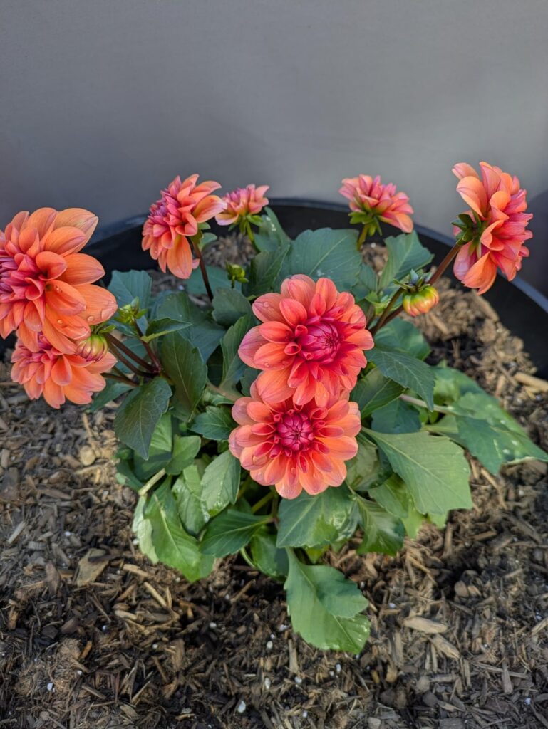 My favorite flower