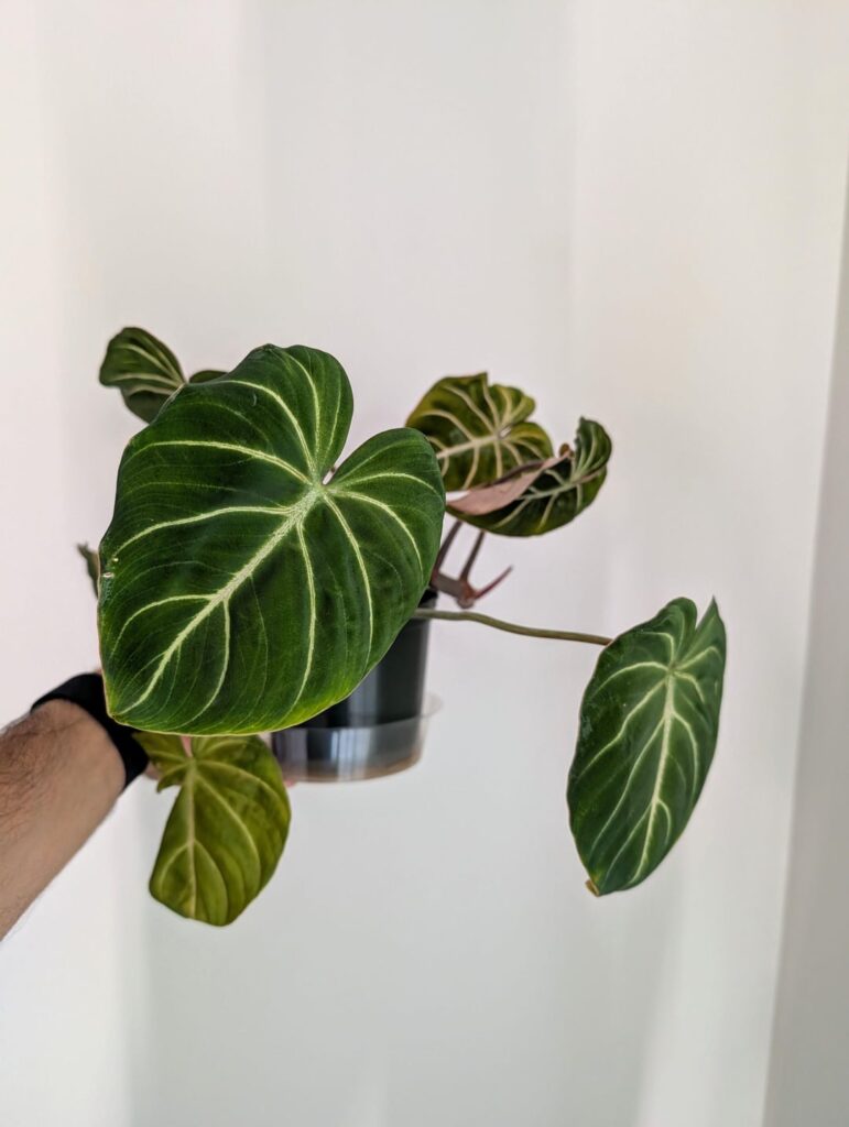 Need advice on repotting Philodendron Gloriosum (See pic 2) Need advice on repotting Philodendron Gloriosum (See pic 2)