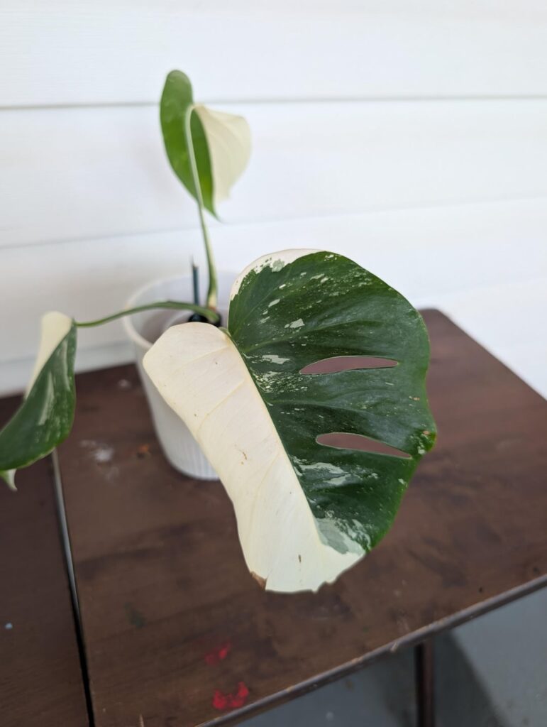 Mother's Day Monstera 🥲