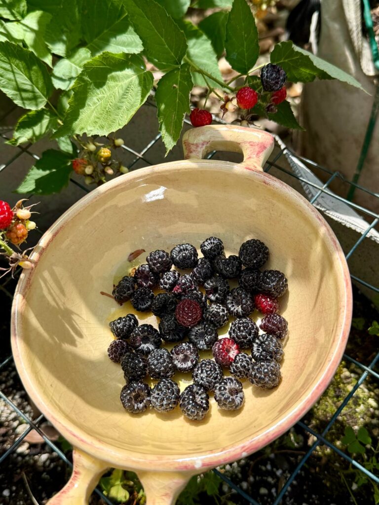 My first raspberries ever “Black Jewel” My first raspberries ever "Black Jewel"