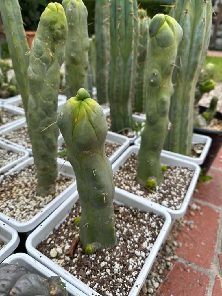 Finally seeing nice new growth after restarting most plants from cuttings last fall
