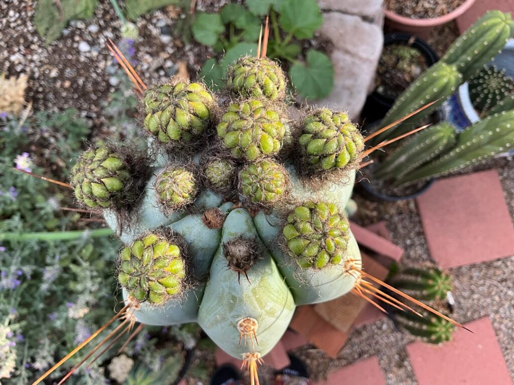 Standouts from the garden