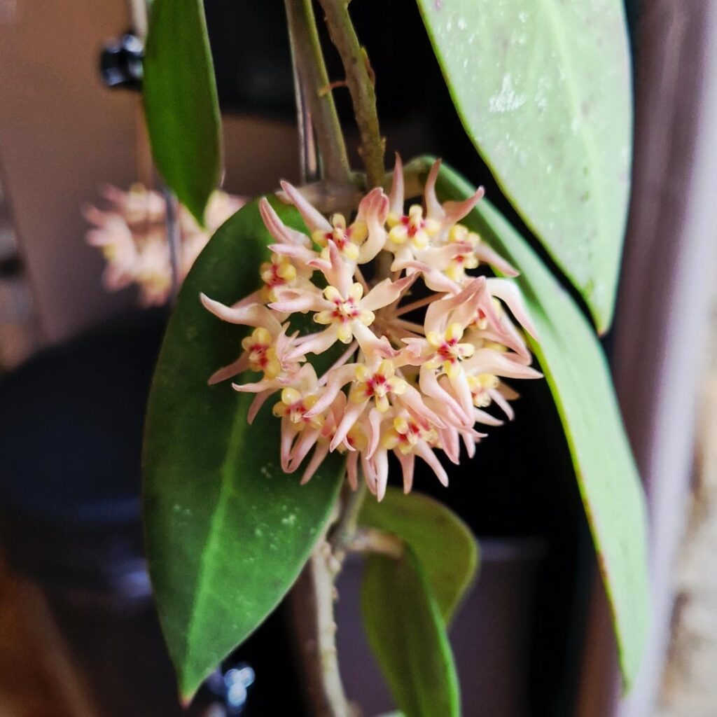 Hoya ruthiae in bloom