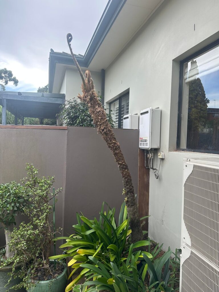 Tree fern type